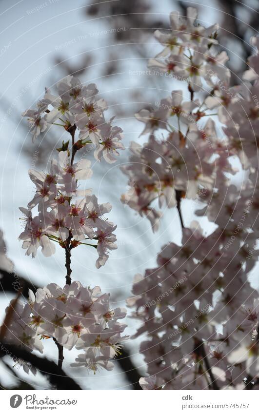 licht und zart | Kirschblüten im Frühlingslicht. Blüte Blüten blühen Natur Pflanze Blume grün blühend Garten Blumen Nahaufnahme natürlich schön Blühend
