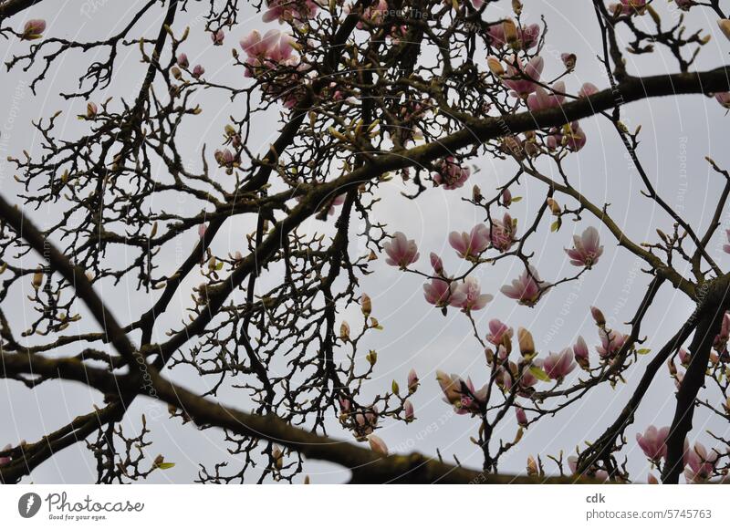 Magnolienblüten zwischen alten, knorrigen Ästen. Magnoliengewächse Blüten Magnolienbaum Frühling Natur rosa Baum Pflanze Frühlingsgefühle zarttosa rosarot edel