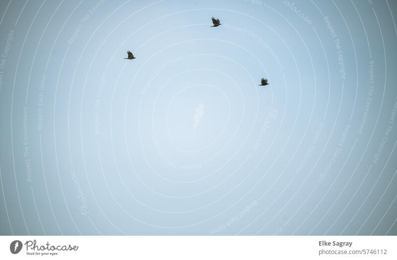 Drei Greifvögel am Wolkenlosen Himmel Vögel Freiheit Tier Außenaufnahme Natur Menschenleer frei Farbfoto Bewegung Vogelschwarm Tiergruppe Wildtier Umwelt