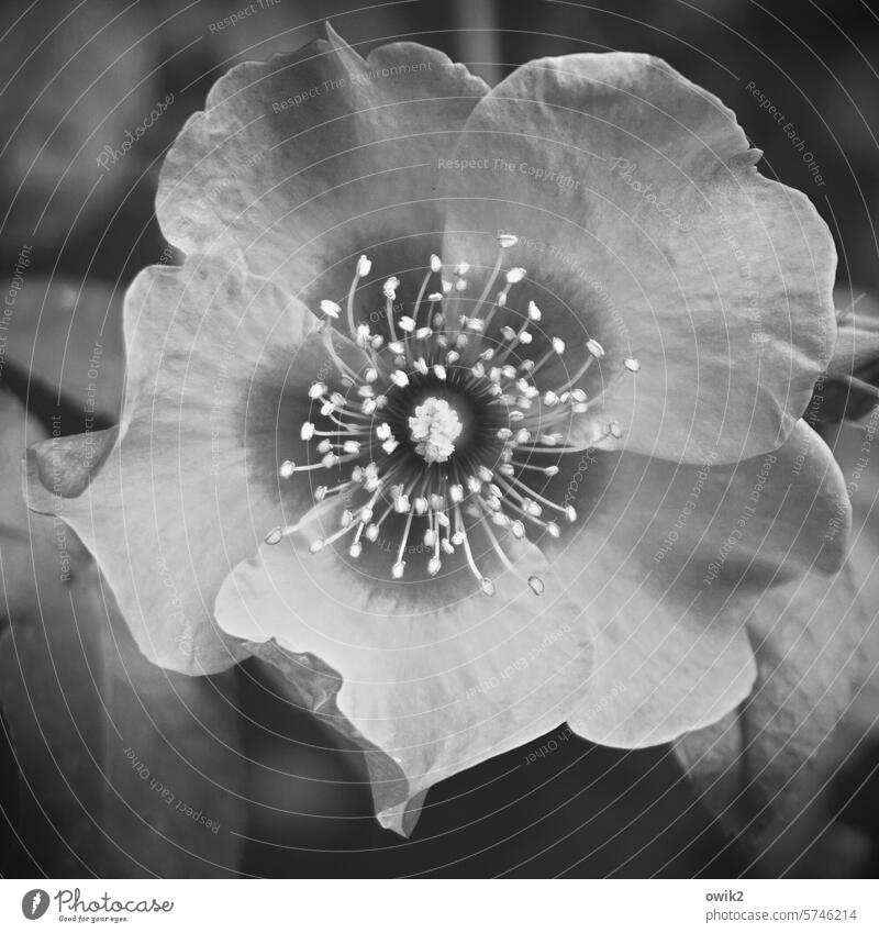 Graue Eminenz Blume Blüte Rose Rosenblüte blühend offen Schwarzweißfoto Einblick strahlend Nahaufnahme Totale Rosenblätter duftend Blütenblätter geöffnet