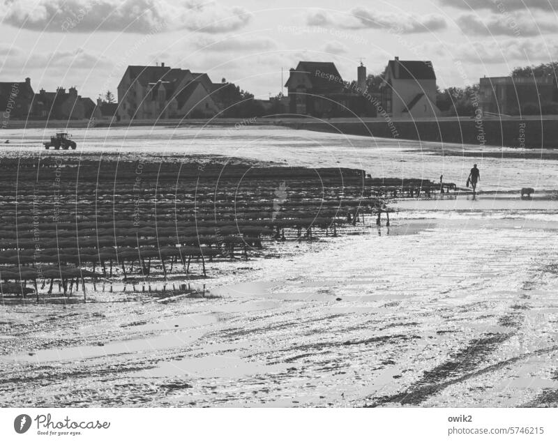 Feierabend Normandie Frankreich Küste Meer Landschaft Außenaufnahme Natur Abendstimmung Austernzucht Austernbänke Sonnenlicht Schönes Wetter Schwarzweißfoto