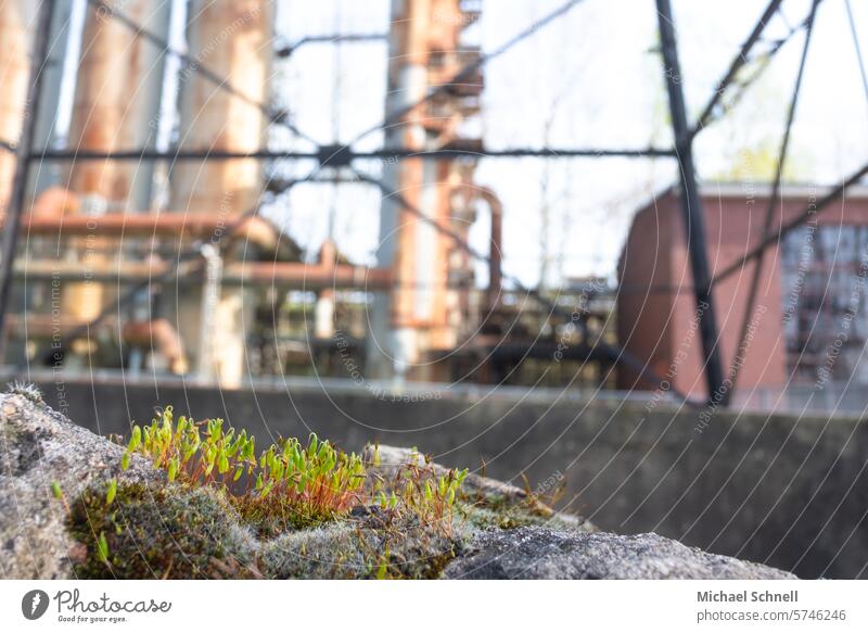 Ein bisschen Natur auf dem Gelände der Kokerei Hansa (Dortmund) Industrie Kühlturm Industriekultur Stahlwerk Koks Stahlindustrie Stahlgewinnung Industrieanlage