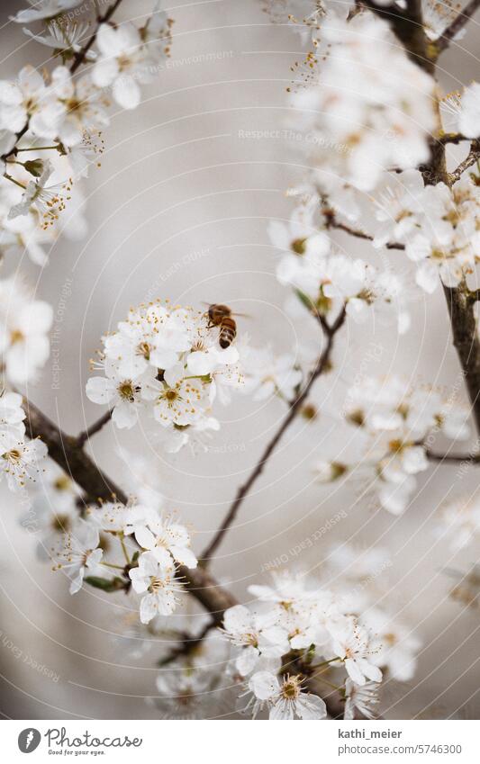 Biene auf Pflaumenblüte Blüte Frühling Baum Blühen Natur Pflaumenbaum Frühlingsblüten Honig weiße Blüte