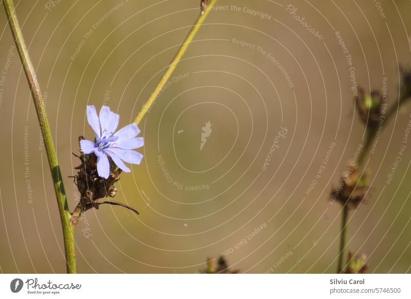 Nahaufnahme einer blauen Zichorienblüte mit unscharfem Hintergrund Chicorée Blume Natur Sommer wild Pflanze Blütezeit natürlich Wildpflanze Asteraceae Wildblume