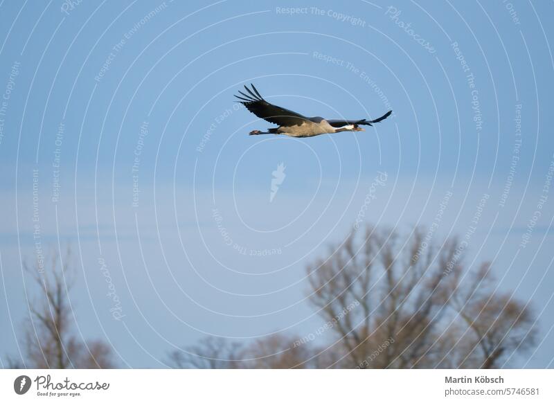 Kraniche fliegen am blauen Himmel vor den Bäumen. Zugvögel auf dem Darss. Wildtiere Feld Wald Vögel Ornithologe Darß Tier Saison Abenteuer Landschaft
