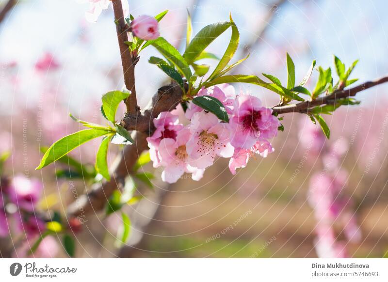 Mandelbaum blühen in der Blüte gegen blauen Himmel. Frühling Hintergrund. Rosa Blüten von Kirsch-oder Pfirsichbäumen in Obstgarten Garten. Landwirtschaftliche Industrie.
