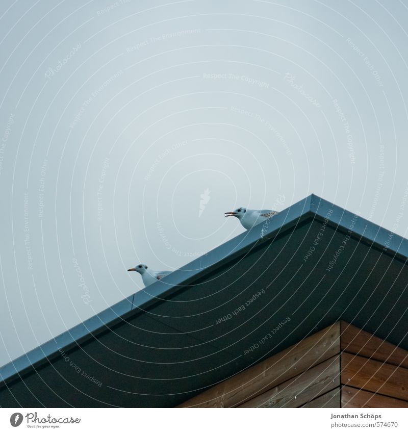 Vogelecke II Himmel Wolkenloser Himmel Tier Flügel 2 ästhetisch Ecke Dach Dachüberhang Taube Textfreiraum minimalistisch Menschenleer Seite Profil