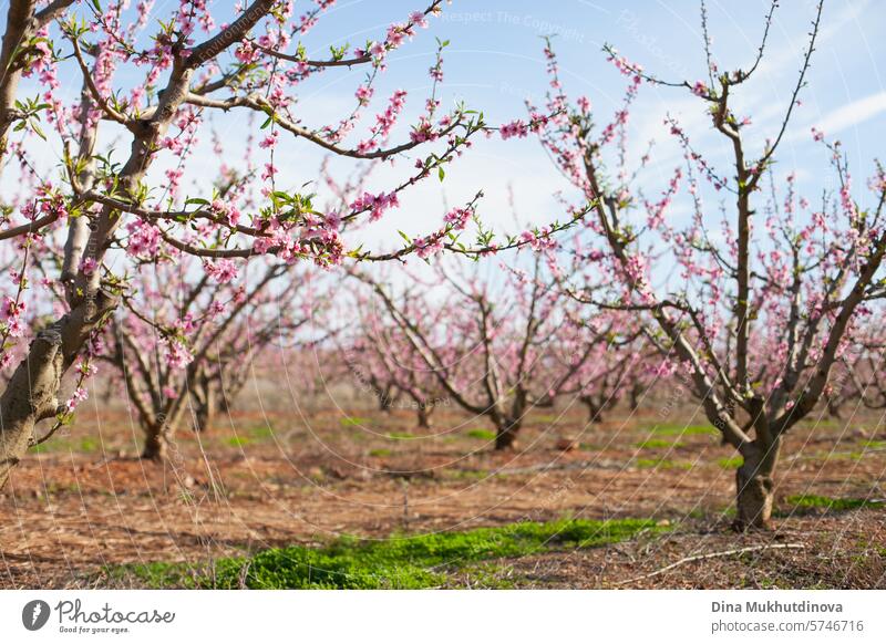 blühende Mandelbäume gegen blauen Himmel. Frühling Hintergrund. Rosa Blüten von Kirsch-oder Pfirsichbäumen in Obstgarten Garten. Landwirtschaftliche Industrie.