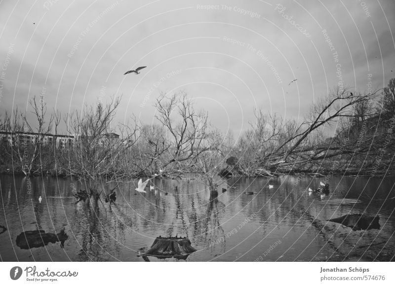 Lochend Park I Umwelt Natur Landschaft Himmel Pflanze Baum Seeufer Moor Sumpf Teich Tier Vogel Tiergruppe ästhetisch dunkel gruselig Tod bedrohlich Schottland