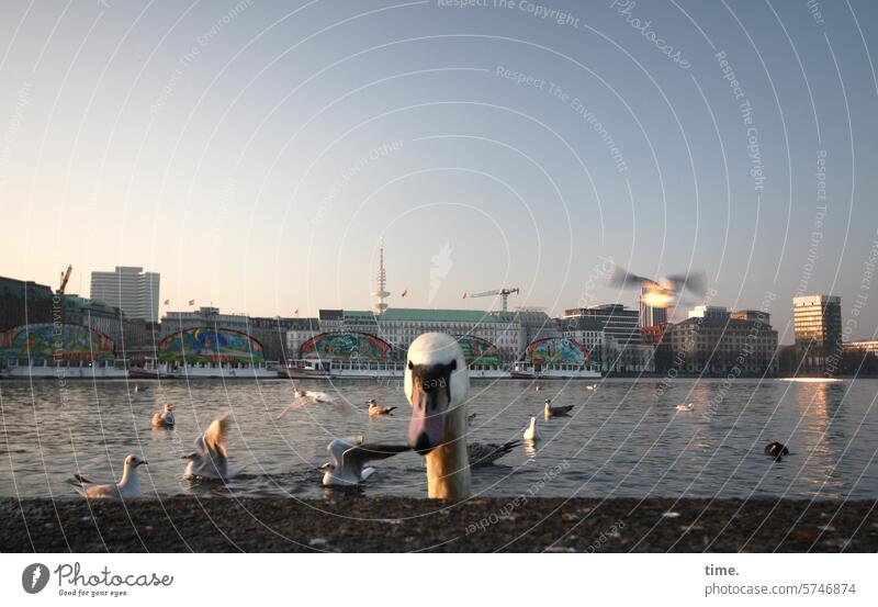 sprichwörtlich | Blick über den Tellerrand Schwan Binnenalster Skyline Vogel Vögel Wasser Hamburg schauen beobachten Tier Tiere Himmel Abendlicht