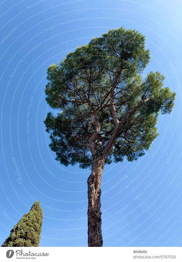Große Pinie aus der Froschperspektive mit kleinerer Zypresse hoch Landschaft Italien Baum Toskana Pflanze grün Schönes Wetter Blauer Himmel Wolken groß