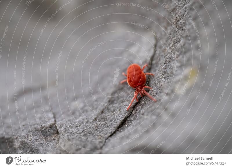 Rote Samtmilbe (Trombidium holosericeum) rote Spinne Milbe Milben behaart Behaarter Körper Makroaufnahme Nahaufnahme Tier 1 Insekt Spinnentier flauschig