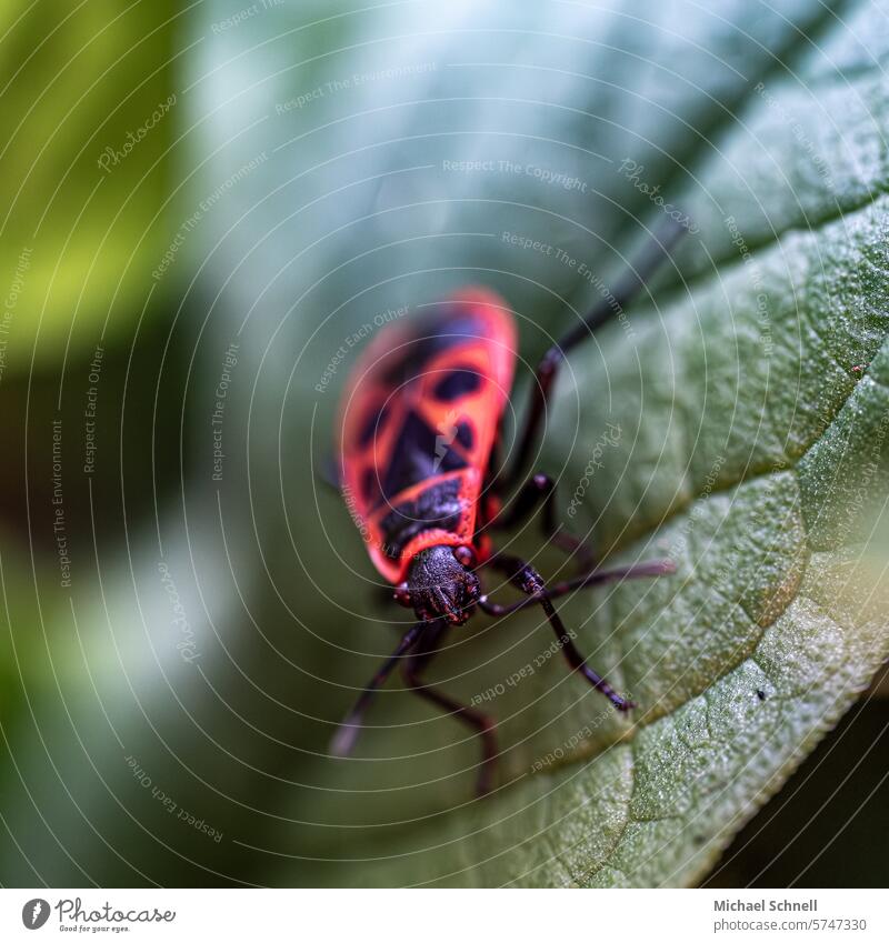 Feuerwanze (Pyrrhocoridae) Insekt Tier Natur Wanze Nahaufnahme Makroaufnahme Farbfoto Schwache Tiefenschärfe Abschreckung Warnung Detailaufnahme