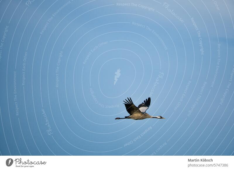 Kraniche fliegen in den blauen Himmel. Zugvögel auf dem Darss. Wildlife Foto aus der Natur Feld Wald Vögel Ornithologe Darß Tier Saison Abenteuer Landschaft