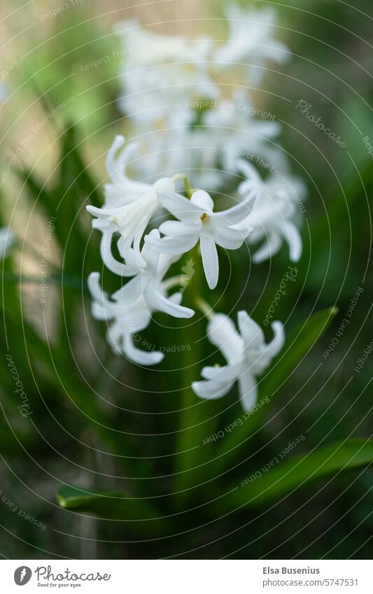 Hyazinthe Frühlingsblume in weiß Garten Pflanze Blume Natur natürliches Licht Frühlingstag blühend erblühen Nahaufnahme Blüte Tageslicht Unschärfe