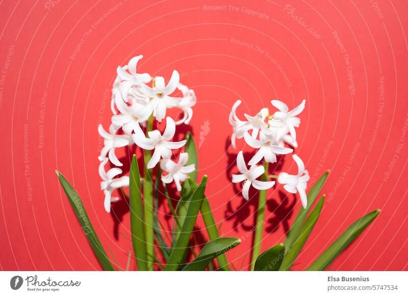 Hyazinthe Frühlingsblume in weiß vor rotem Hintergrund Garten grün Pflanze Natur Blütezeit blühende Frühlingsblume Frühlingserwachen Frühlingsgefühl Tageslicht