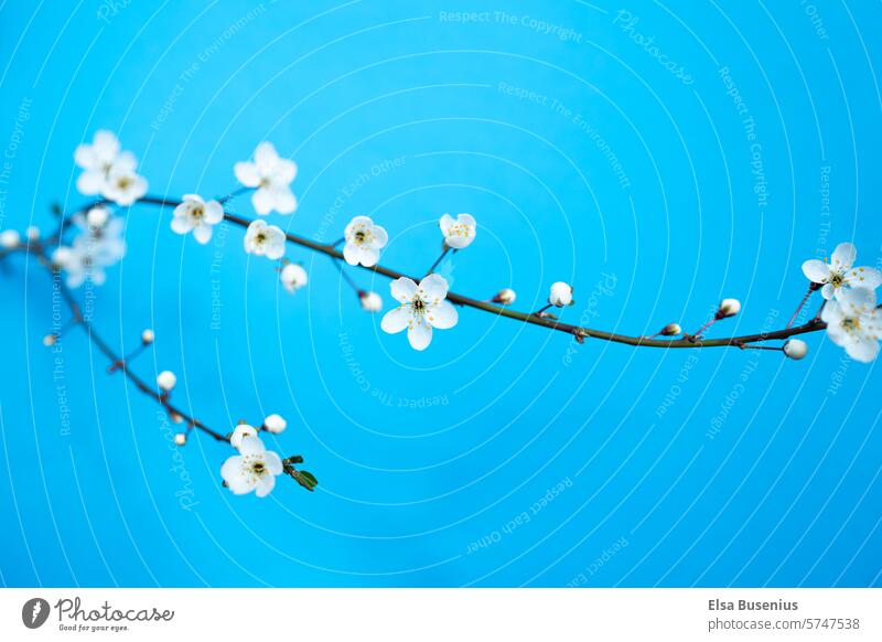 Fruchtblüten von einem Mirabellenbaum, vor blauem Hintergrund Blüte Baum Ast Hitergrund kleine Blüten aufblühend weiß knospen Frühling Natur Wachstum Pflanze