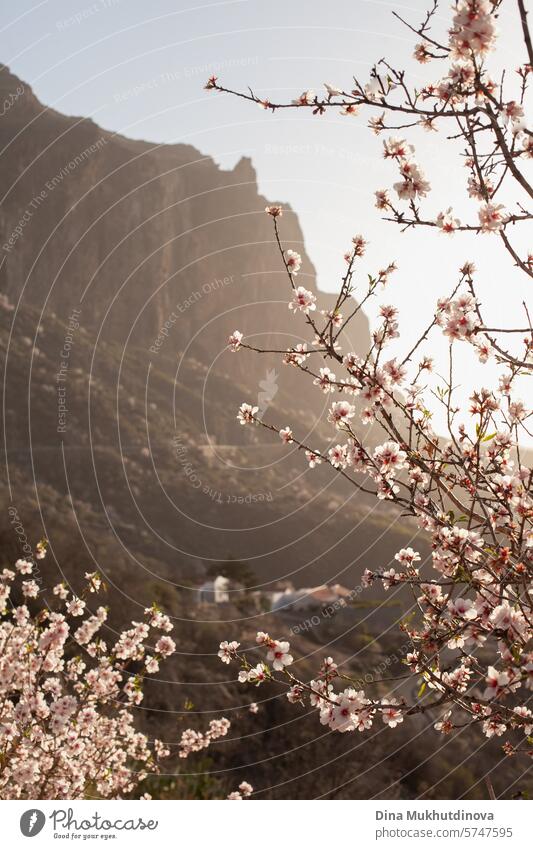 Mandelblüten im Frühling mit Blick auf die Berge. Frühling in der Natur. Kirschblüte und freie Natur. Wanderausflug. Blüte Blume Blütezeit Baum Mandelbaum rosa
