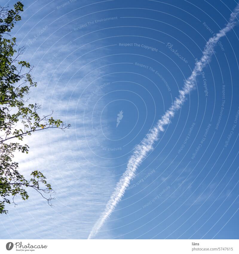 Kondensstreifen l BRB-UT Wolken Himmel Blauer Himmel Schönes Wetter Menschenleer Kondensation Flugzeugstreifen Atmosphäre Äste und Zweige Zweige u. Äste Baum