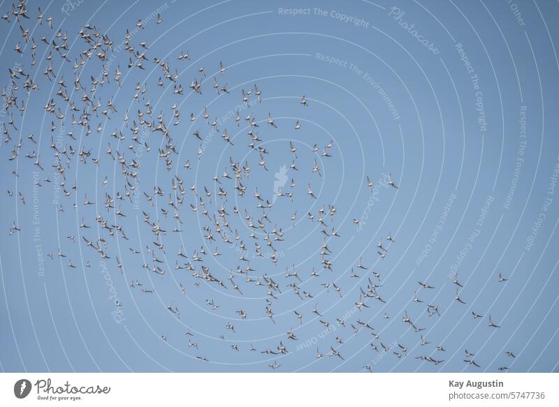 Schwarm Schnepfenvögel Nationalpark Vogelperspektive Vogelschwarm Vogelbeobachtung Vogelflug Vogelschutzgebiet Syltlandschaft Sylt Landschaft Insel Insel Sylt