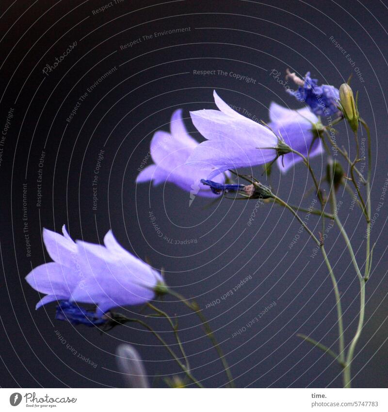 Glocken & Trichter Glockenblume Trichterblume filigran violett Insekt Wachstum fein Wildpflanze Natur Umwelt Flora