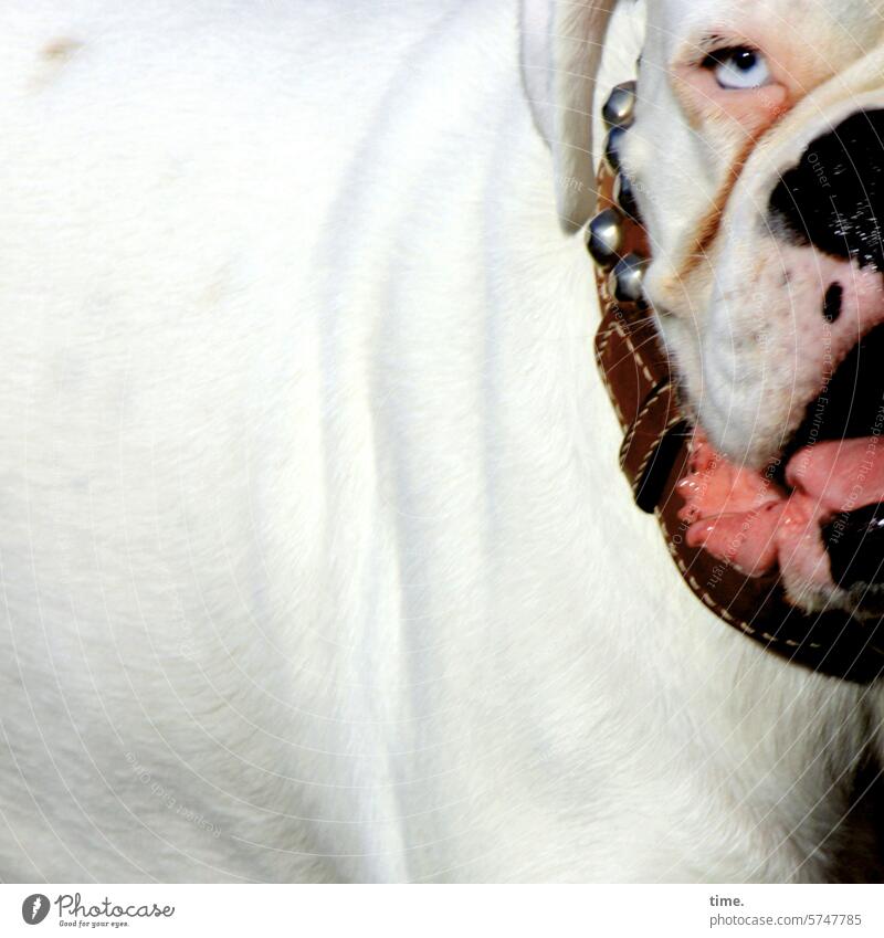 Zähne zsmmnbßn | Die Gefahr im Auge des Betrachters Tier Hund Hundegesicht weiß Fell Detailaufnahme Blick bedrohlich Ledergeschirr bulldogge Leine