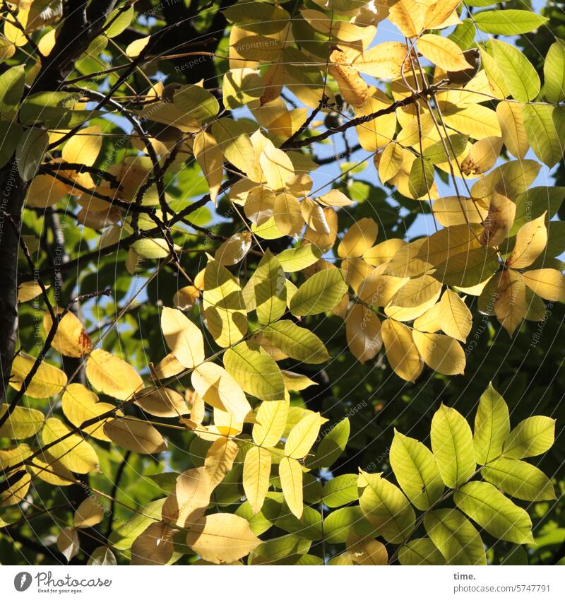 Herbstlicht Blätter sonnig Ast Zweig Buche Verfärbung grün gelb Wandel & Veränderung warm Jahreszeit Herbstfarben