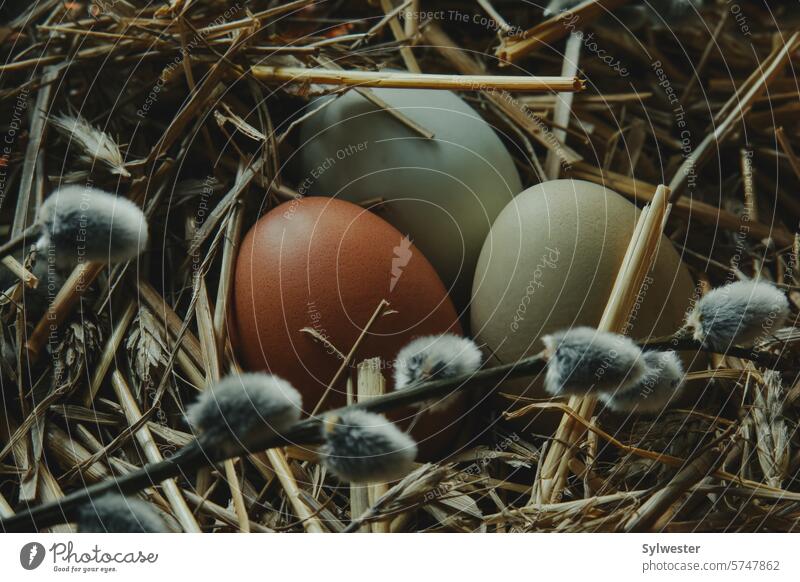 frische Eier auf Stroh Frischei Ostern Dekoration & Verzierung Zusammensetzung Natur ökologisch