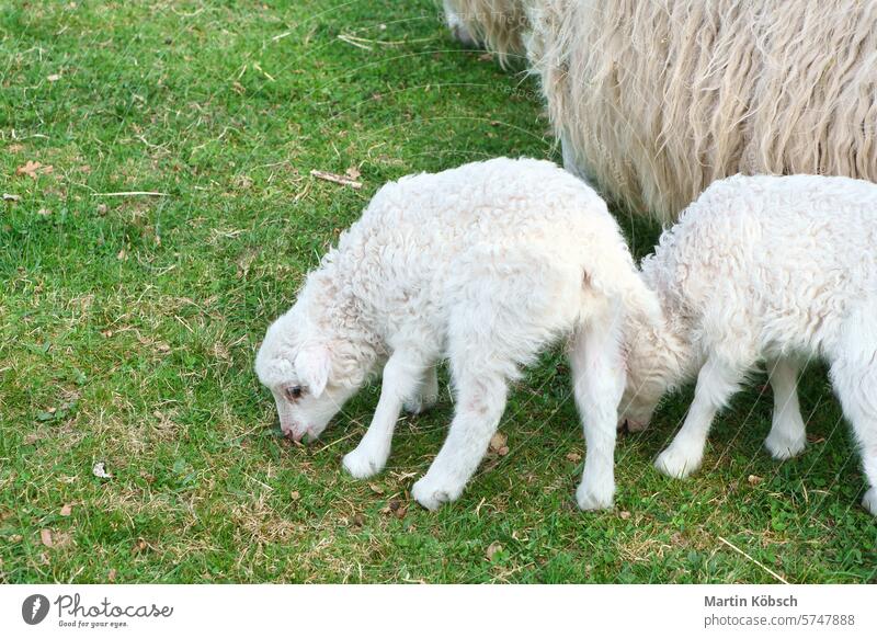 Osterlämmchen auf einer grünen Wiese. Weiße Wolle an einem Nutztier auf einem Bauernhof. Tierfoto Schaf Schafskopf Schafsschnauze Osterlamm Ostern Frühling Lamm