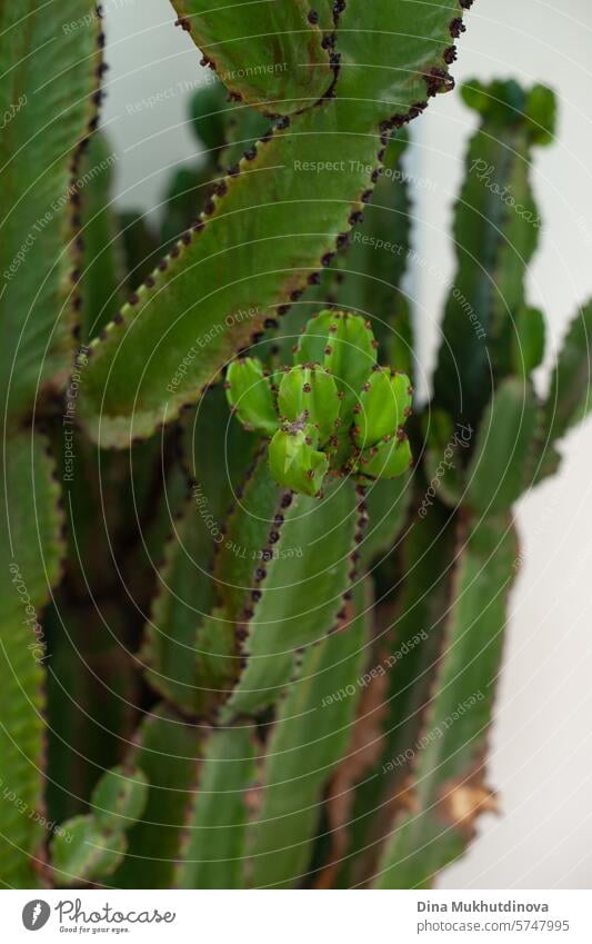 Vertikales Minimal-Poster mit üppiger grüner Euphorbia-Pflanze in Großaufnahme. Inneneinrichtung für minimale Stil Wohnung Öko-Interieur. Euphorie Kaktus