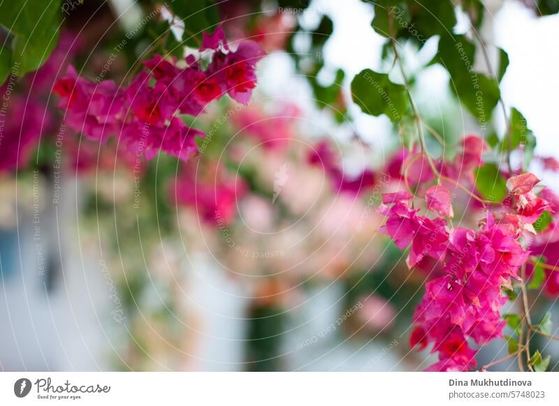 rosa Bougainvillea Blumen mit grünen Bokeh horizontalen Hintergrund. Romantische Sommer-Kulisse. Blütezeit geblümt Garten schön Frühling Blütenblatt Natur Flora
