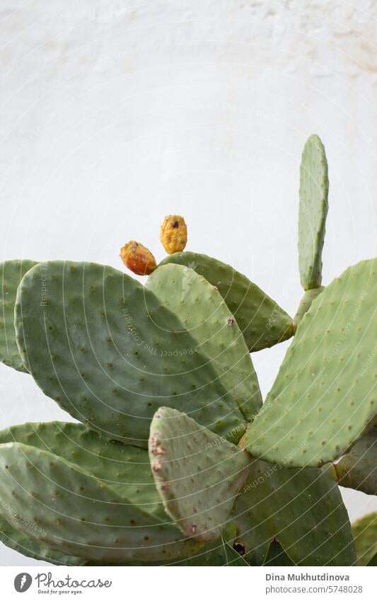 Minimal Poster mit opuntia grünem Kaktus mit weißem Wandhintergrund. Inneneinrichtung für minimalen Stil Wohnung Interieur. Innenbereich Pflanze Farbfoto Natur