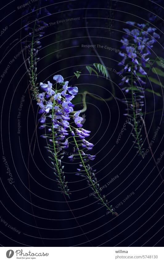 Blauregen Wisteria blau Frühling blühen neutraler Hintergrund Blüten Glyzinie Kletterpflanze Giftpflanze Glycinie Farboideae Fabaceae Schmetterlingsblütler