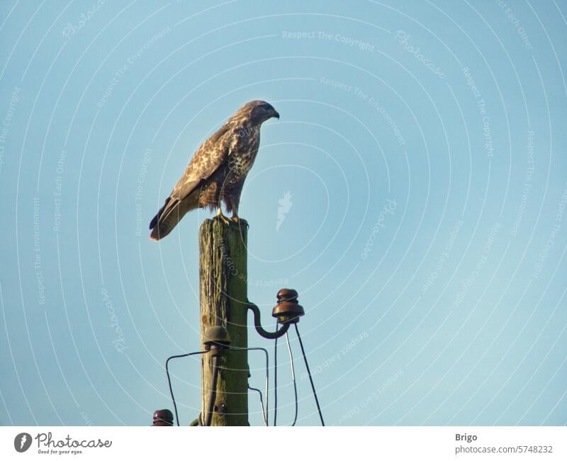 Ein Greifvogel auf dem alten Strommast greifvogel strommast himmel jagd Elektrizität Mast Energiekrise Hochspannung Umwelt Himmel Kabel Energiewirtschaft