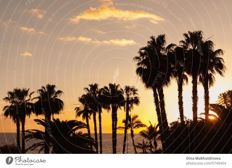 Silhouetten von Palmen und Meer bei Sonnenuntergang in der Nähe des Strandes. Sommerurlaub und Reisen. Resort Blick. reisen Ferien & Urlaub & Reisen Handfläche