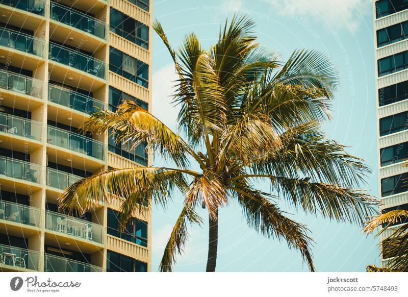 eine Palme zwischen modernen Häusern Moderne Architektur Sonnenlicht Fassade Hochhaus Wohngebäude dazwischen Australien Queensland Gold Coast Klima Umwelt