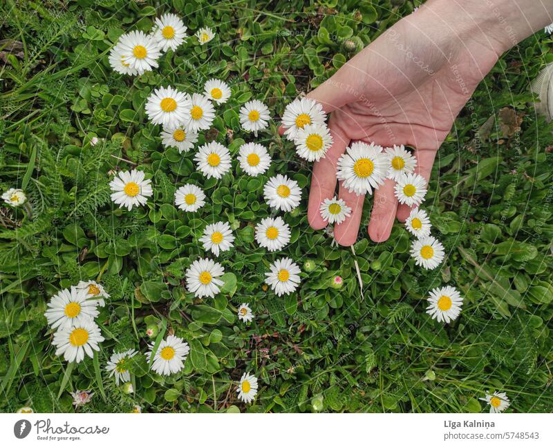 Blumen mit der Hand berühren Natur Unschärfe natürliches Licht Tageslicht Blühend Blüte Frühling berührend