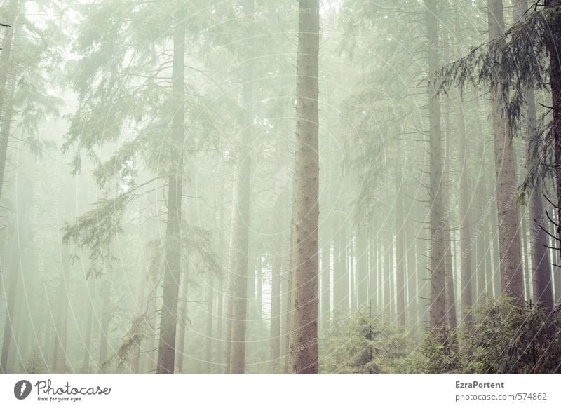 |||||!|| Umwelt Natur Landschaft Pflanze Herbst Klima Wetter schlechtes Wetter Nebel Baum Wald Holz Linie dunkel kalt braun grau grün Harz Reihe viele stehen