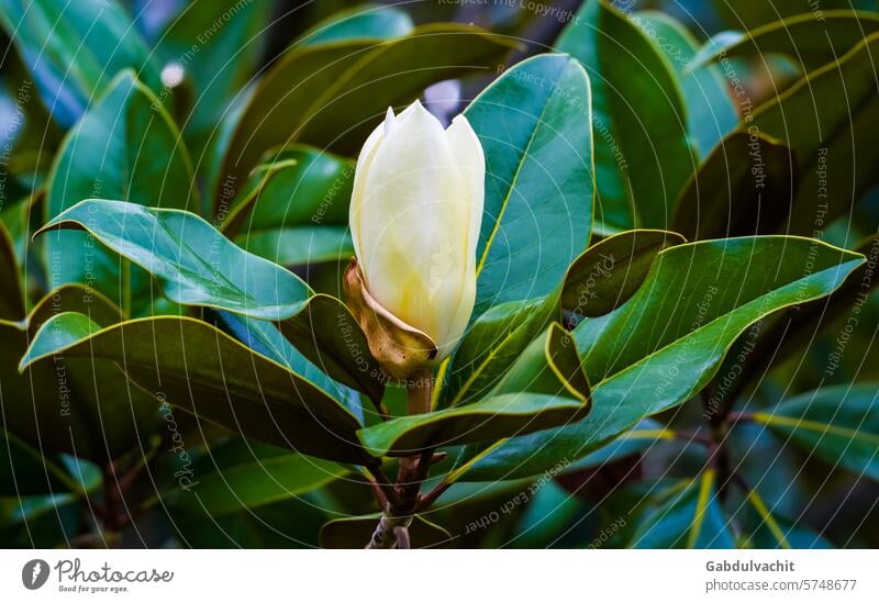 Große Knospe einer immergrünen Magnolie zwischen grünen Blättern, Nahaufnahme schön Schönheit Schönheit in der Natur Blütezeit Überstrahlung Botanik hell