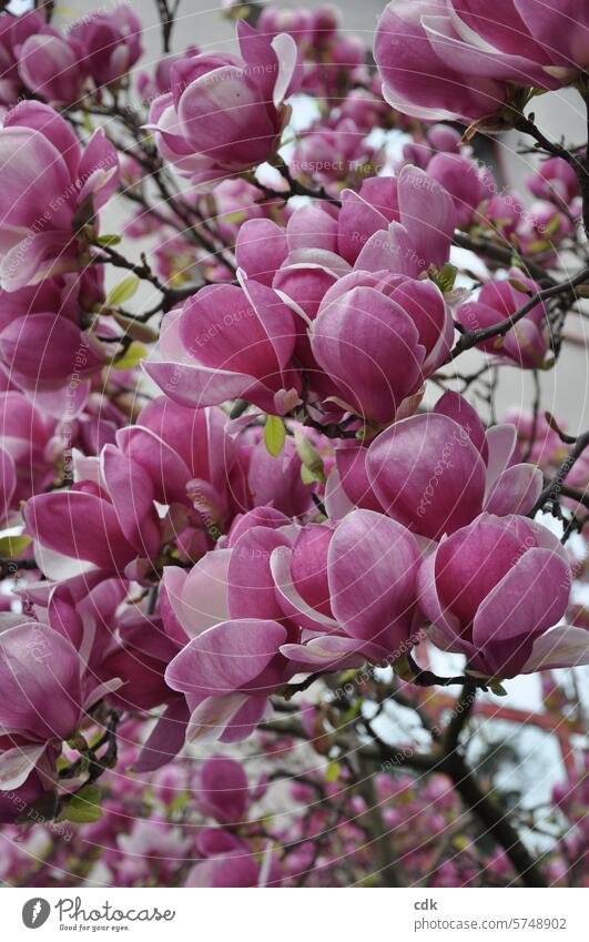 Es ist Zeit, aufzublühen. | pinkfarbene Magnolienblüte im Frühling. Magnoliengewächse Blüten Magnolienbaum Natur Baum Pflanze Frühlingsgefühle edel zart groß