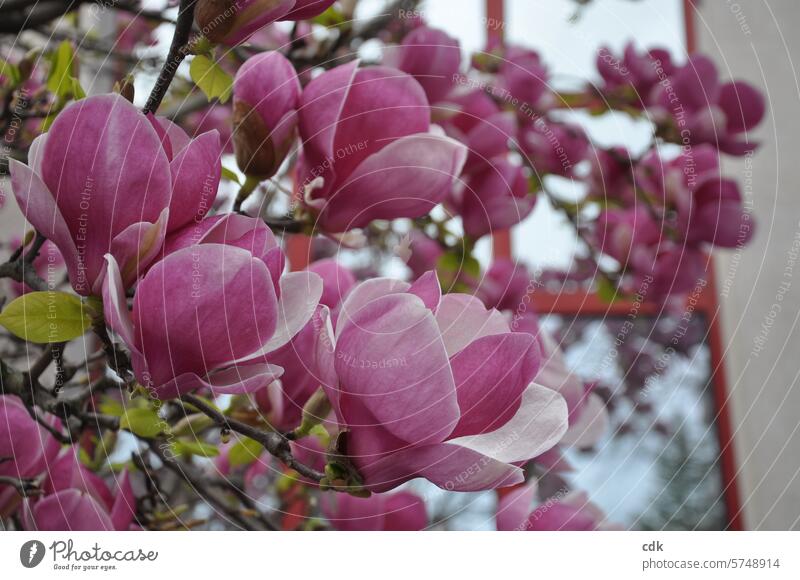pink beauty | Magnolienblüte im Frühling. Magnoliengewächse Blüten Magnolienbaum Natur Baum Pflanze Frühlingsgefühle edel zart groß frisch erblüht aufgeblüht