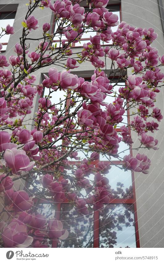 Zauberhafte Magnolienblüte | oder: Spieglein, Spieglein an der Wand, welche Magnolie ist wohl die schönste im ganzen Land? 😇 Magnoliengewächse Blüten