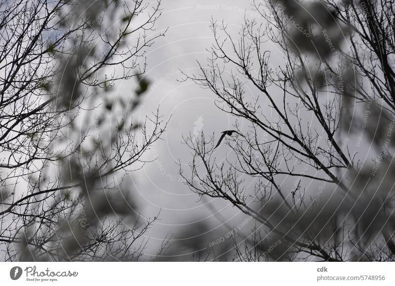 Ein Greifvogel zwischen Bäumen und Büschen in der Dämmerung im Park. Vogel Tier Natur Wildtier Tierporträt Menschenleer Baumkronen Äste und Zweige Himmel