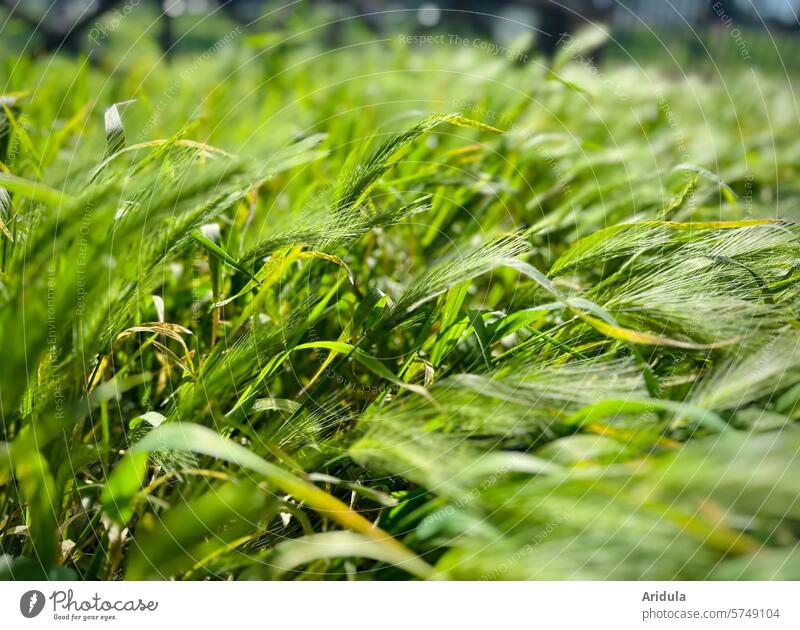 Grüner Weizen im Wind Sonne Feld Getreide Landwirtschaft Ähren Weizenfeld Getreidefeld Wachstum Korn Ernährung Nutzpflanze Kornfeld Ackerbau Pflanze
