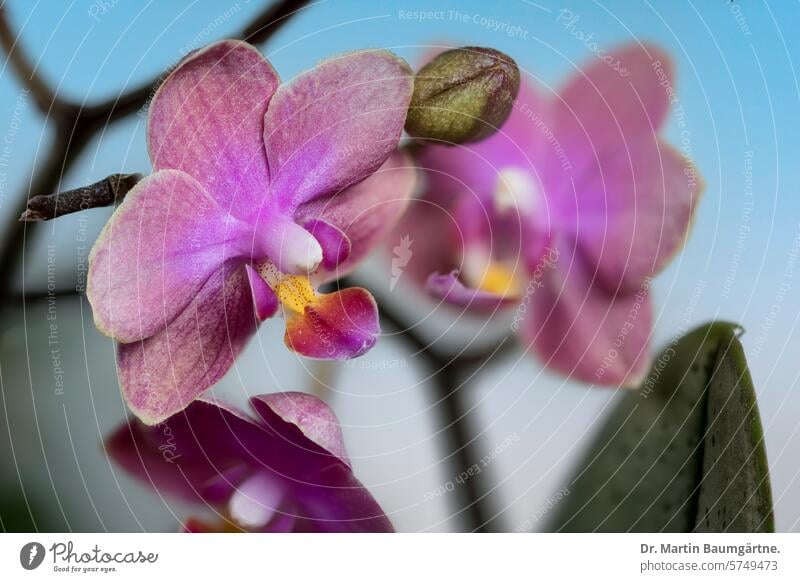 Phalaenopsishybride, duftend, Orchidaceae Malaienblume Hybride Orchidee Orchideengewächse Blume Pflanze Blüte