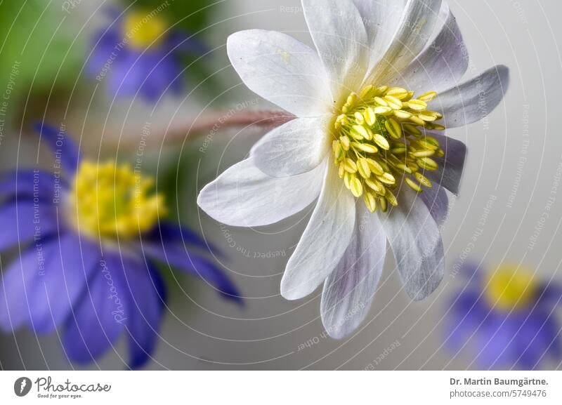 Balkananenone, Anemone blanda, weiße und blaue Blüten blühen Windröschen Balkanwindröschen Hahnenfußgewächse Ranunculaceae Frühjahrsblüher