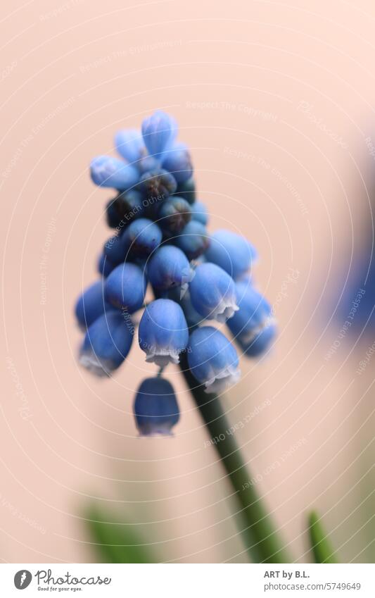 Die eigenwillige Frühlingsblume trauben traubenhyazinthe frühling jahreszeit blau grün natur blüte blumig Perlhyazinthe Bauernbübchen Muscari muscari Blüte