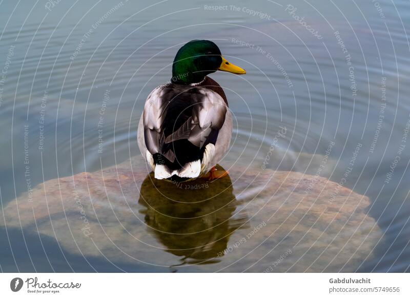 Drake steht auf einem Stein im klaren Wasser eines Sees Tier Tiere Schnabel schöne Vögel Schönheit Schönheit auf dem Wasser Vogel Vögel in freier Wildbahn