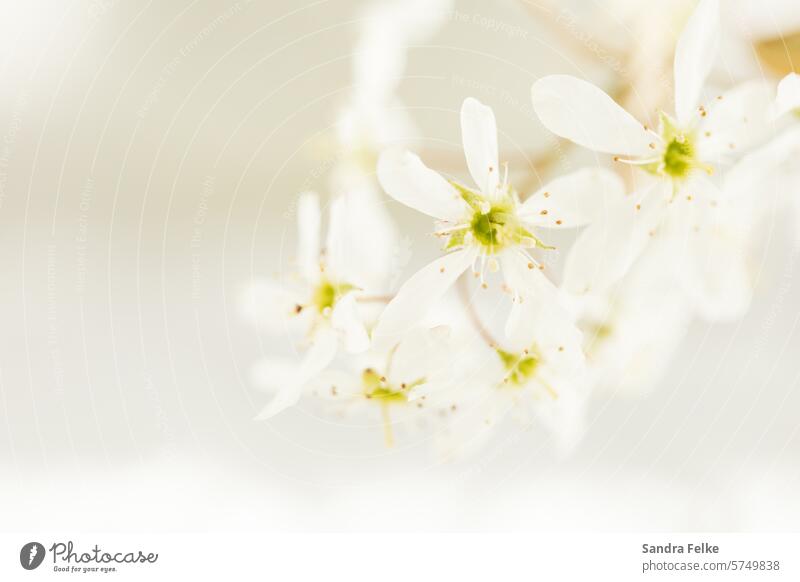 Markroaufnahme einer weißen Obstblüte - Felsenbirne Blüte Frühling Pflanze Außenaufnahme Farbfoto Natur Sträucher Blühend Frühlingsgefühle Nahaufnahme Park