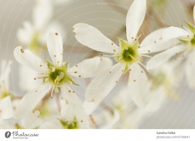 Markroaufnahme einer weißen Obstblüte Felsenbirne Blüte Frühling Pflanze Außenaufnahme Farbfoto Natur Sträucher Blühend Frühlingsgefühle Nahaufnahme Park Garten